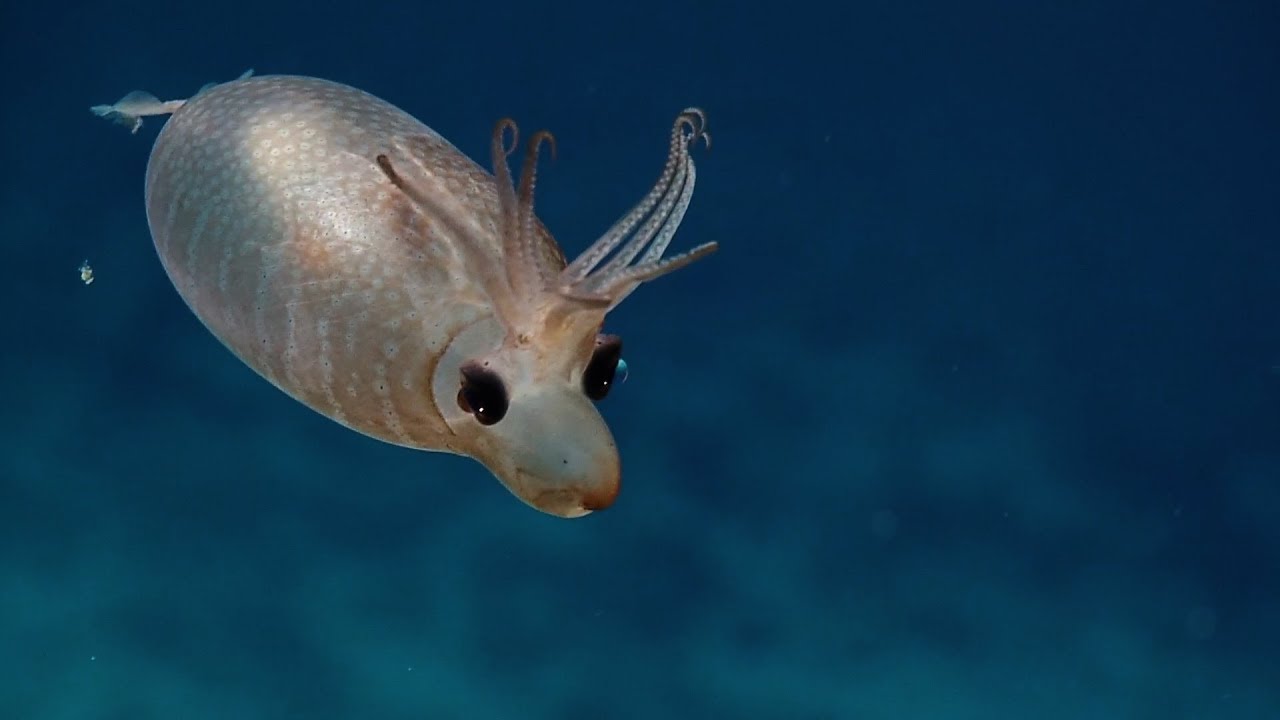 Piglet Squid Siphon Looks Like a Snout | Nautilus Live
