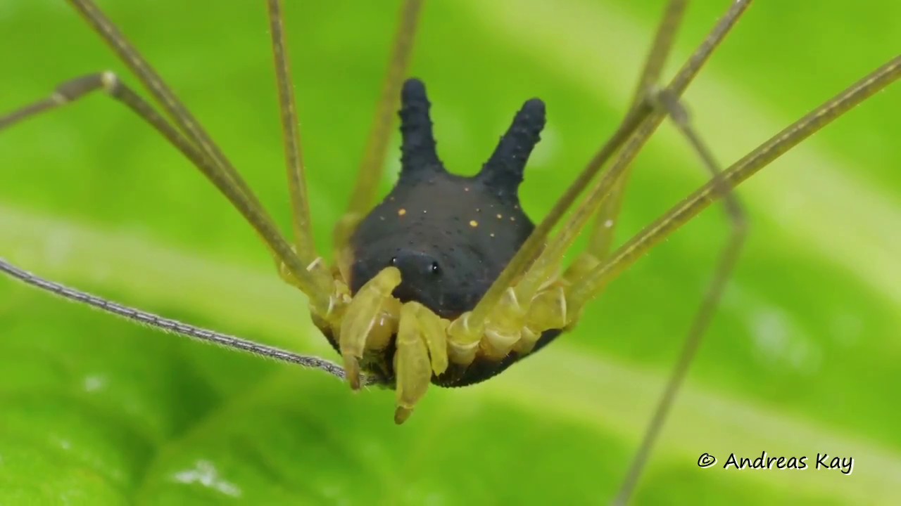 Bunny Harvestman in action, Metagryne bicolumnata, Cosmetidae, Opiliones