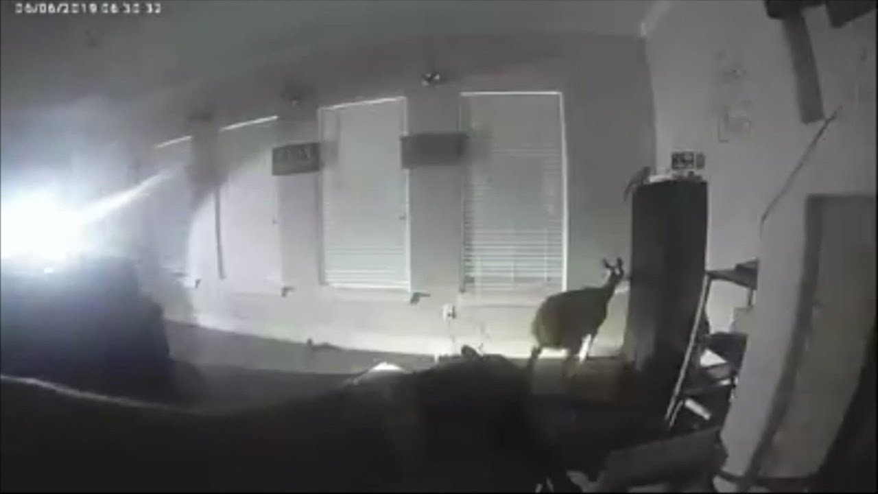 Oh deer! Texas police discover 4-legged intruder