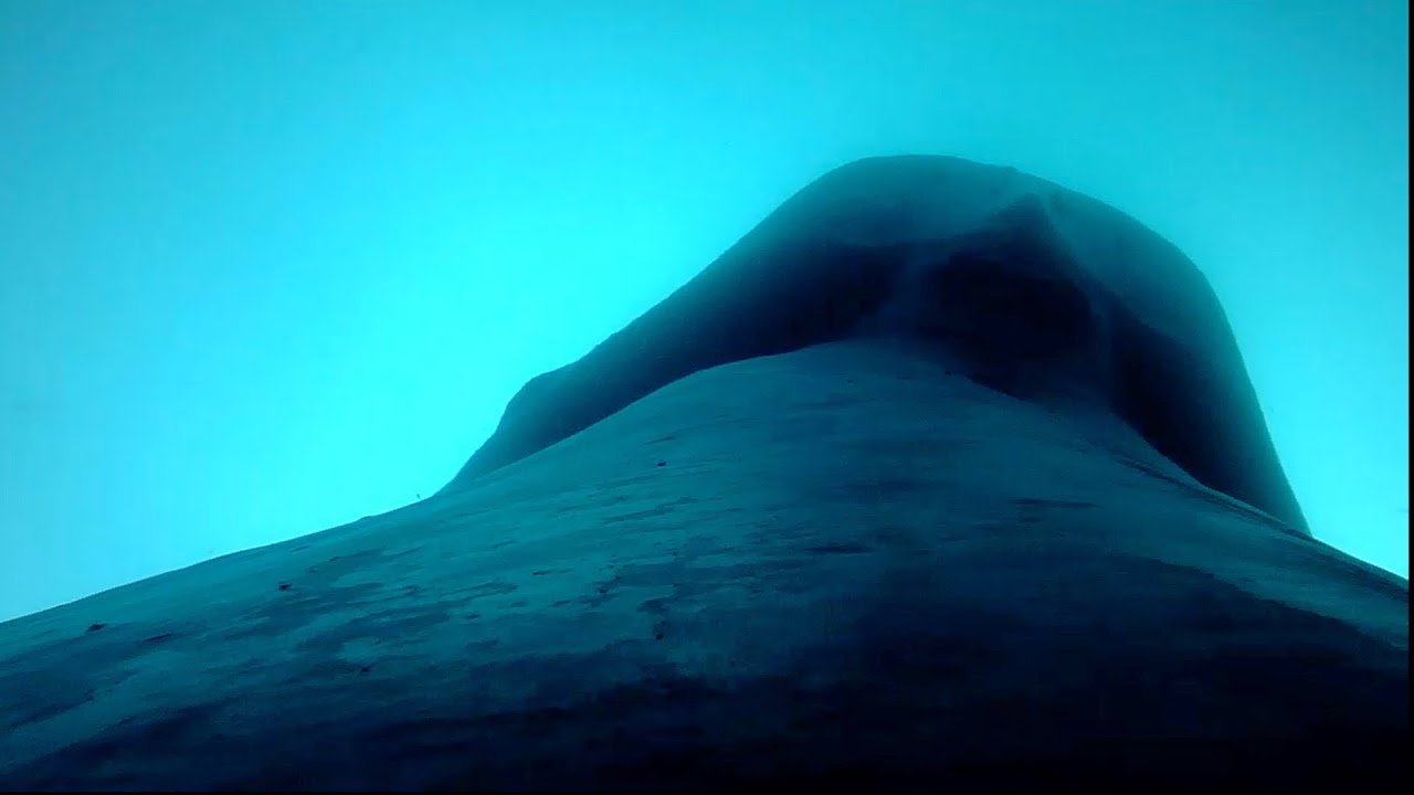 Stanford researchers report first recording of blue whale heart rate