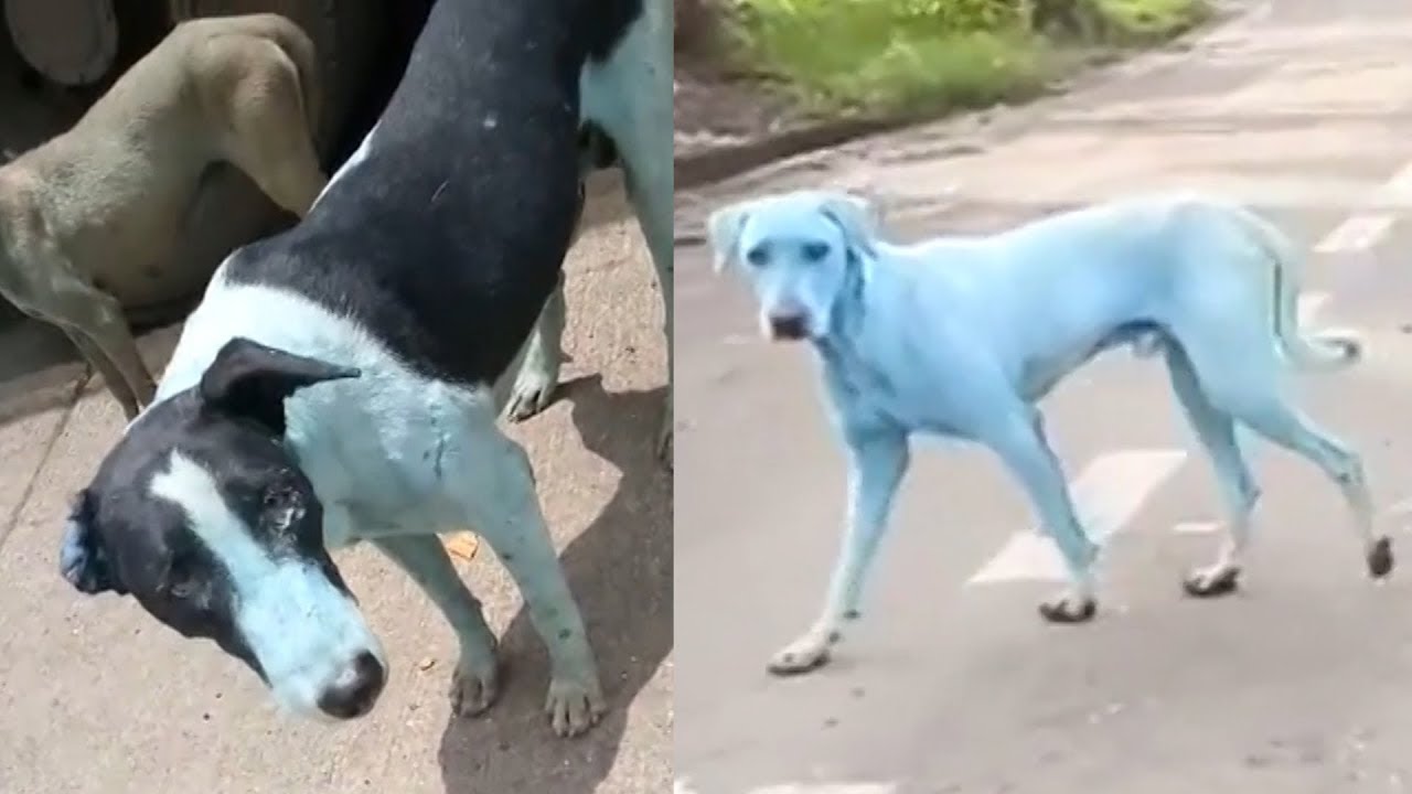 Dogs in India are turning blue after swimming in a polluted river