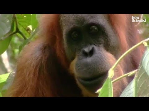 New species of orangutan