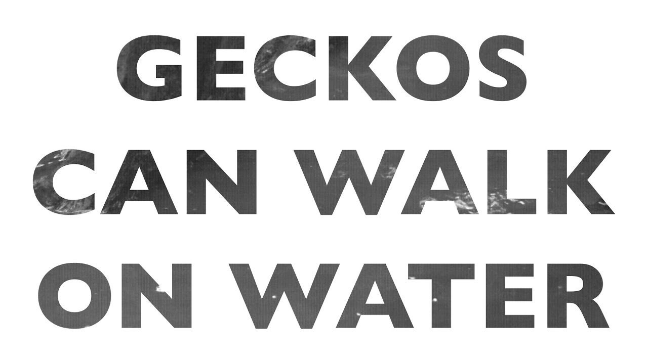How do geckos walk on water?