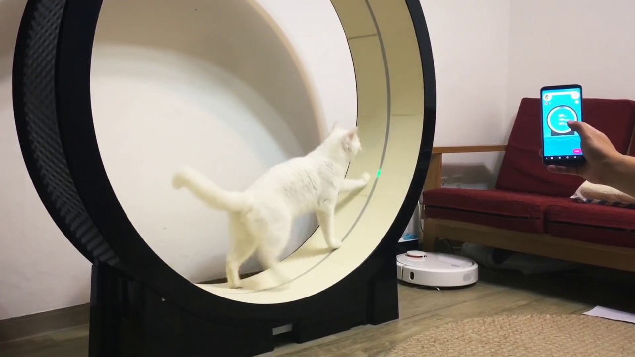 IoT based Cat exercise wheel - the Little Cat - Running