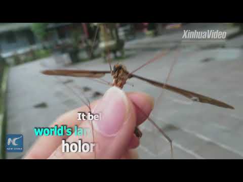 World's biggest? Mosquito with a wing span of 11cm found in China