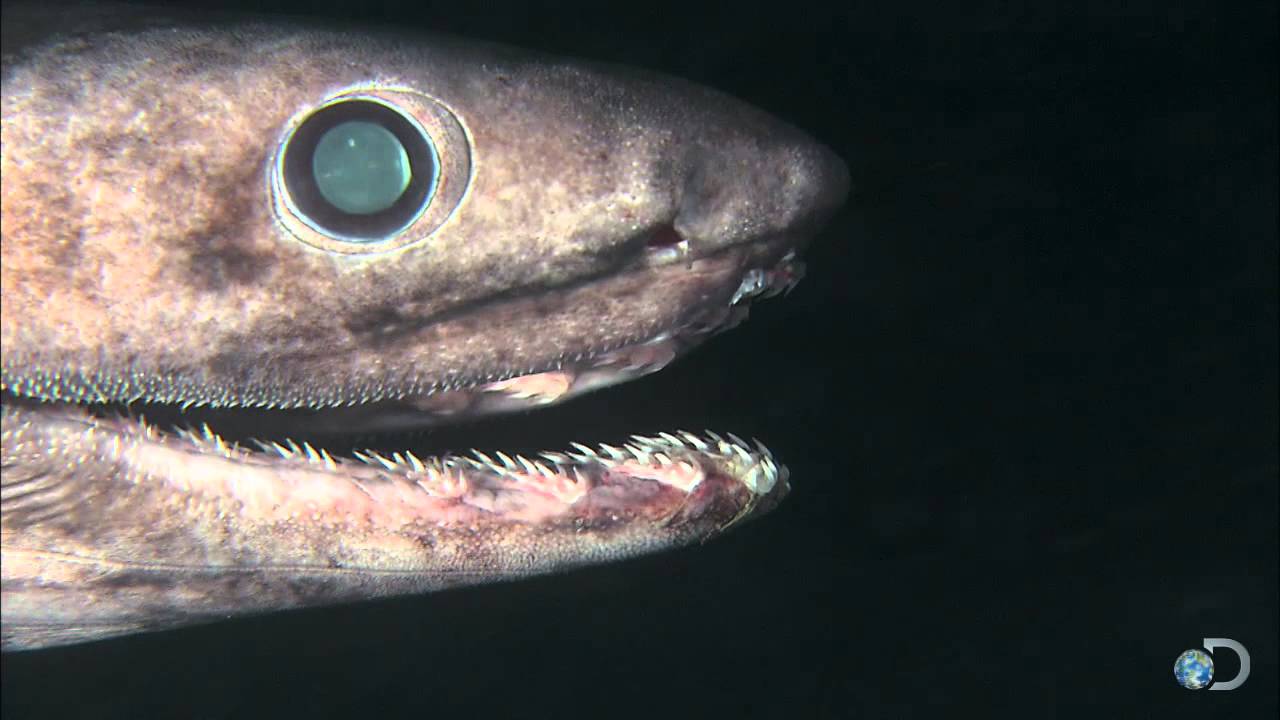 Alien Sharks: The Frilled Shark