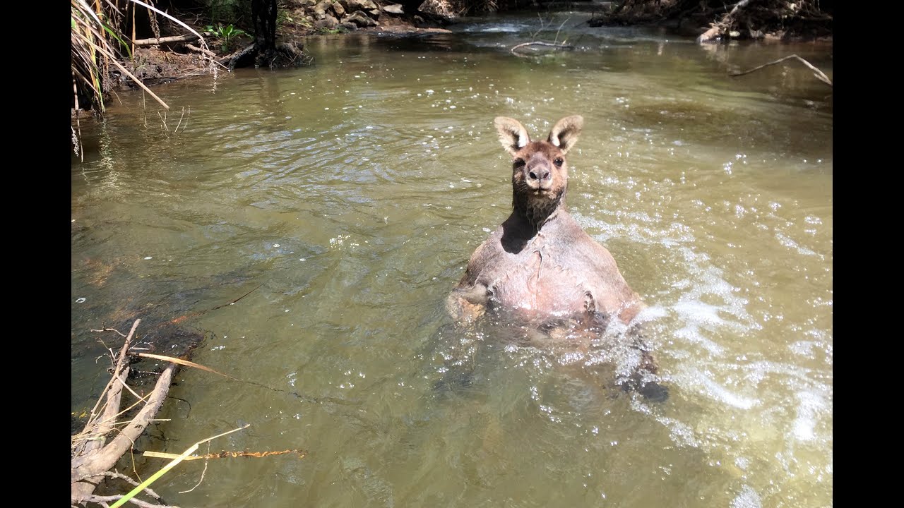 Kangaroo With Bulging Biceps Bathes In Creek
