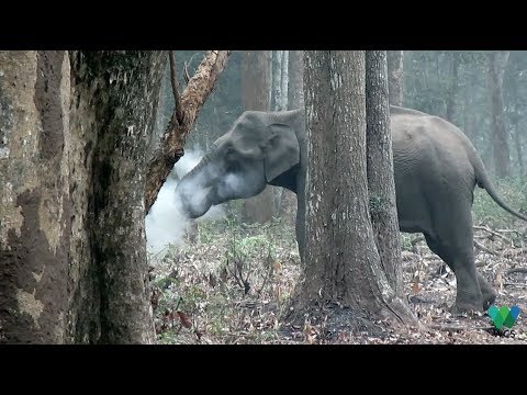 The Smoking Elephant!