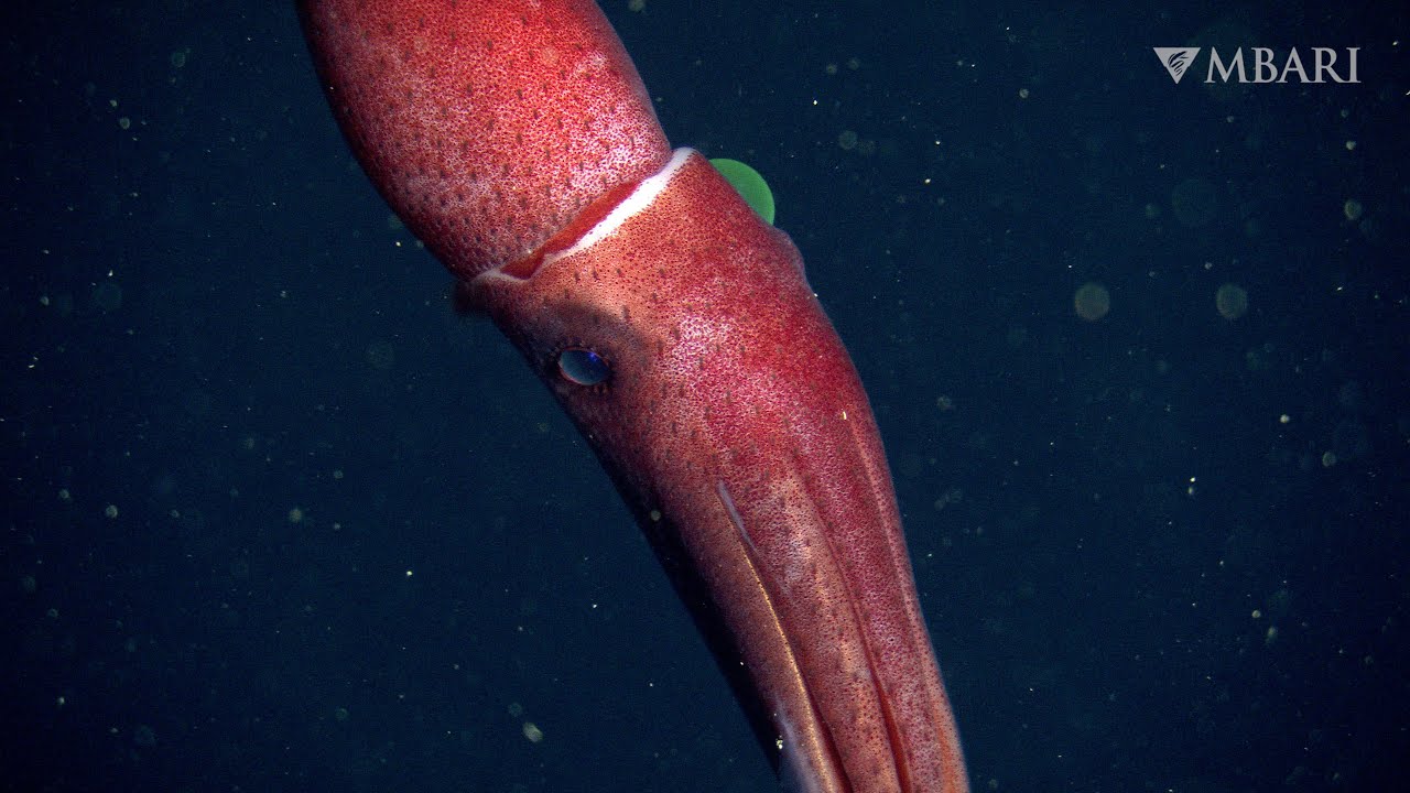 Deep-sea sighting: The strawberry squid’s mismatched eyes are the perfect pair
