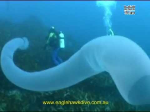 Giant Pyrosome and Salps - pelagic sea squirts
