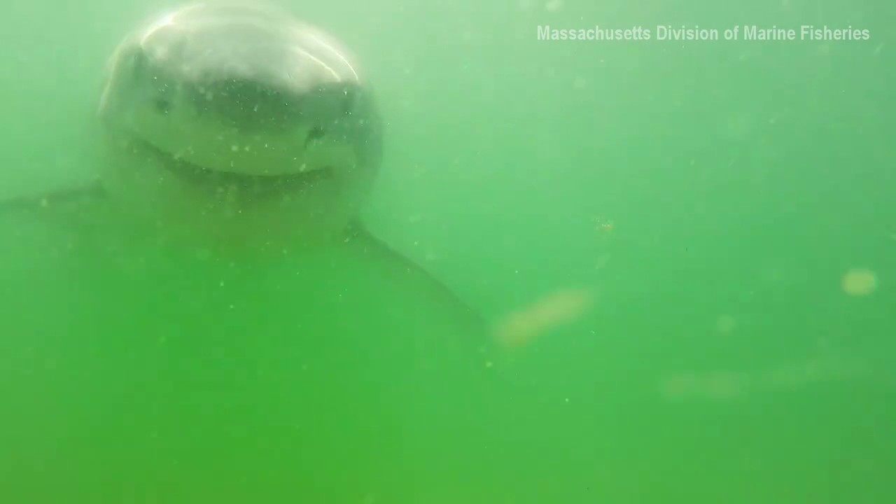 Great White Shark Tries To Take Bite Out of Underwater Camera