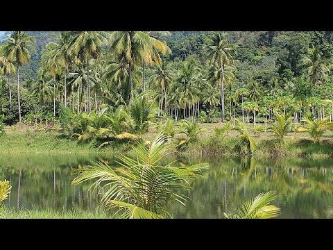 New species discovered in Amazon