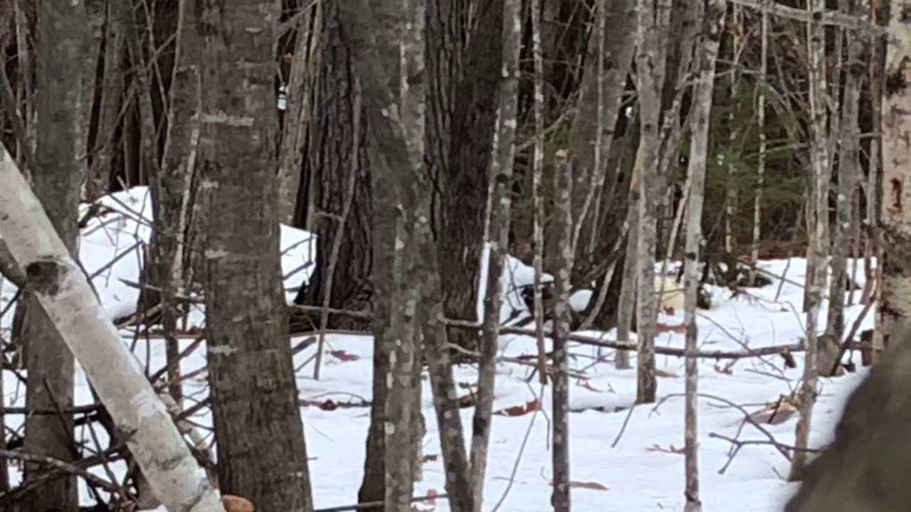 Rare albino porcupine in Maine