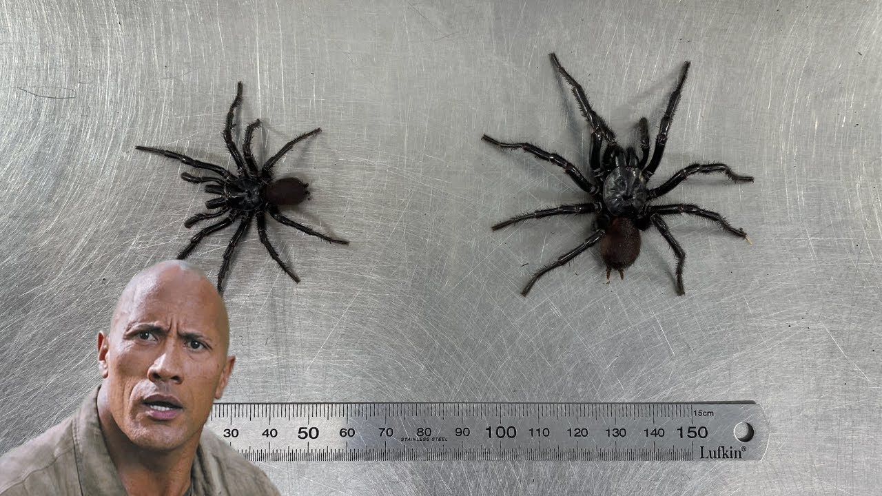 GIANT SPIDER NAMED AFTER A CELEBRITY! | The Australian Reptile Park