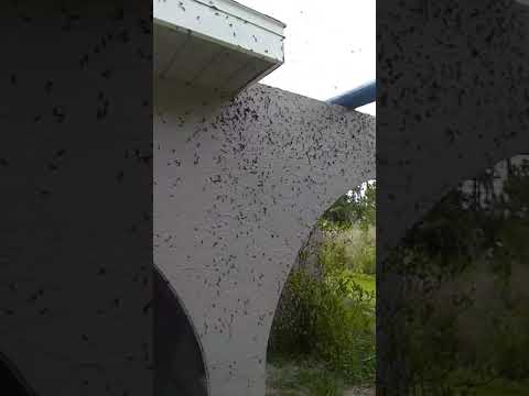 Florida Love bugs 2019