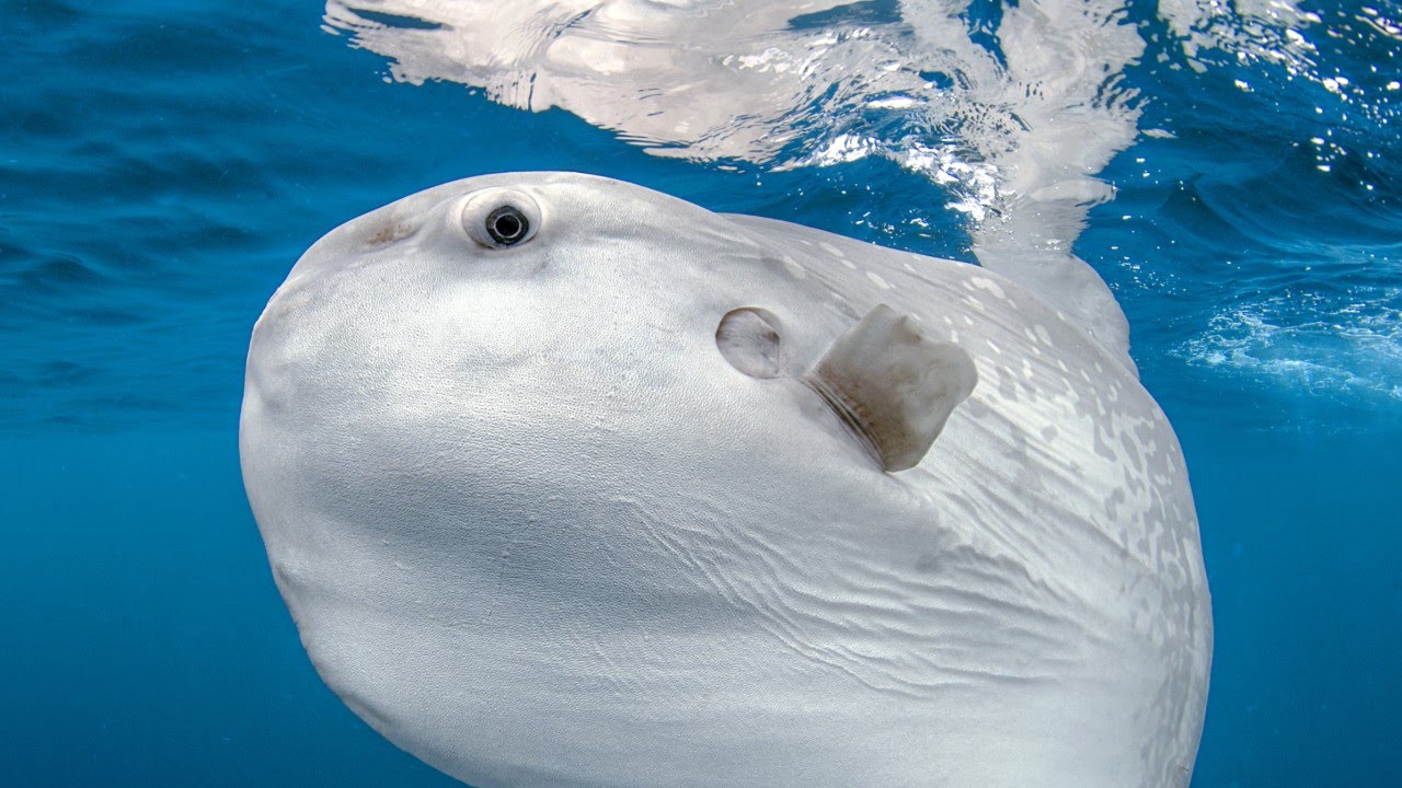 New Type of Giant Sunfish Found in New Zealand