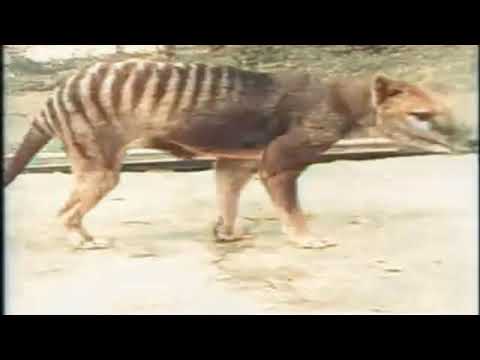 Colorized Footage Of The Last Known Tasmanian Tiger - Machine Learning Colorization Using Deoldify