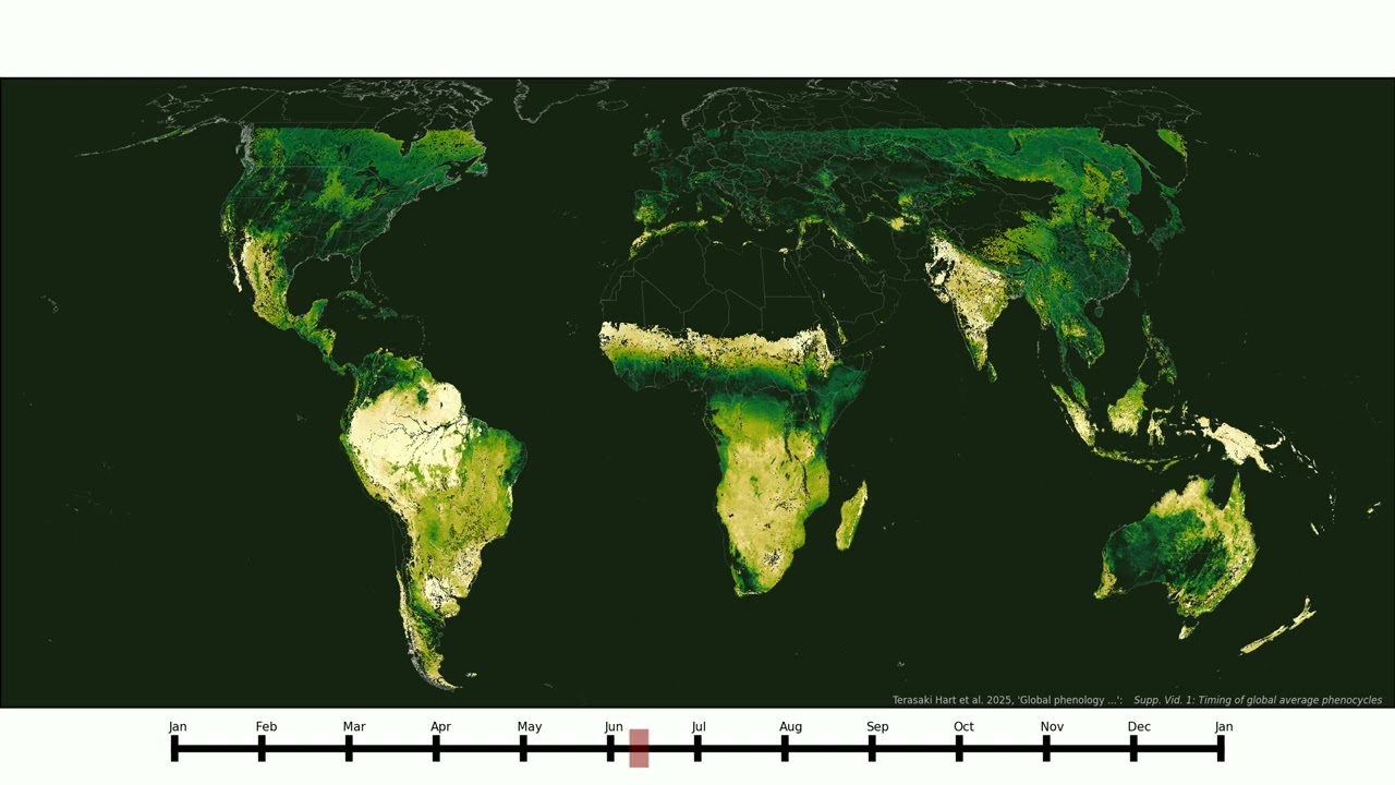 Timing of global average phenocycles