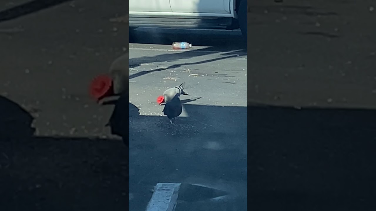 Pigeons Wearing Tiny Cowboy Hats Spotted in Las Vegas