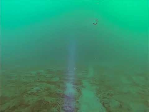 Under the Sea Ice, Ancient Jellyfish Swim By