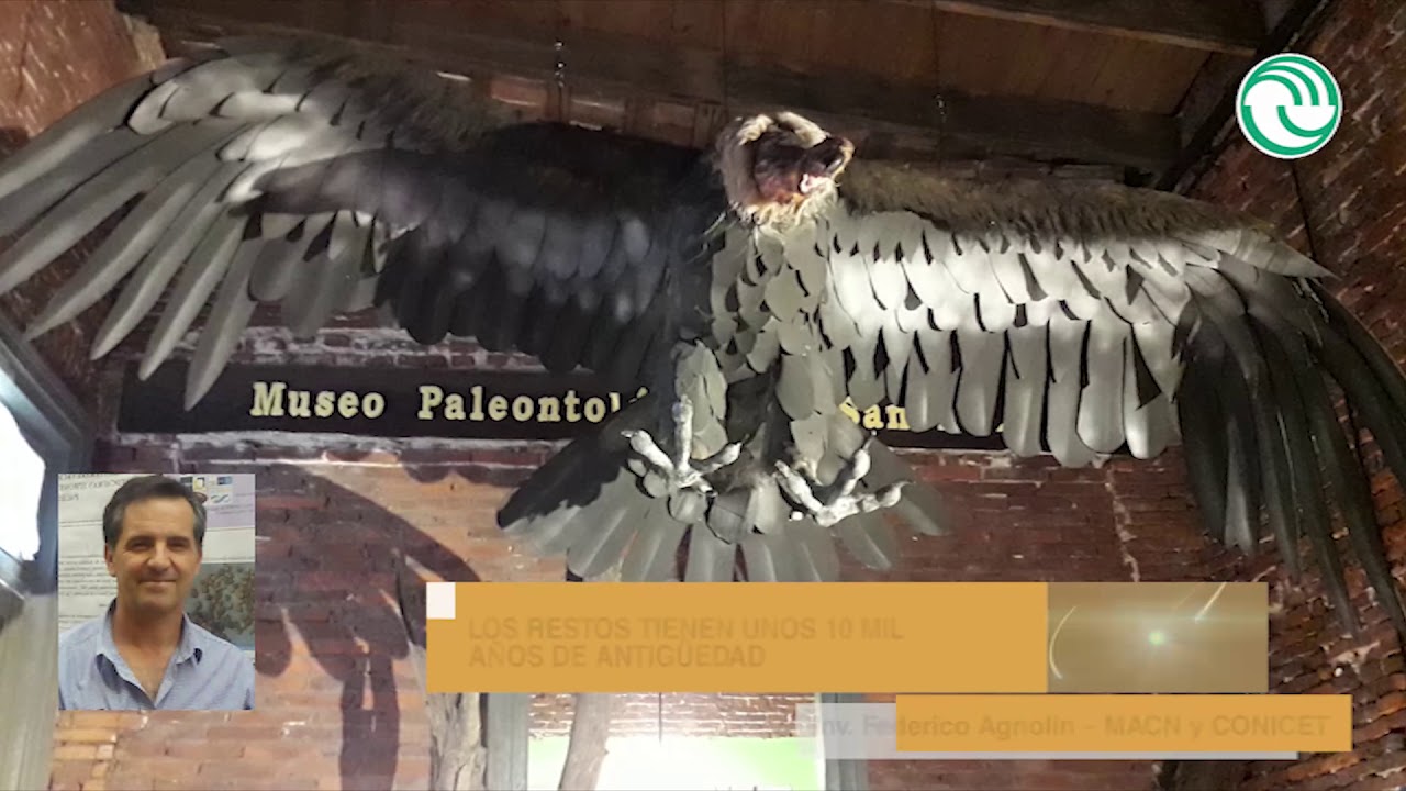 Descubren un cóndor prehistórico gigante en San Pedro