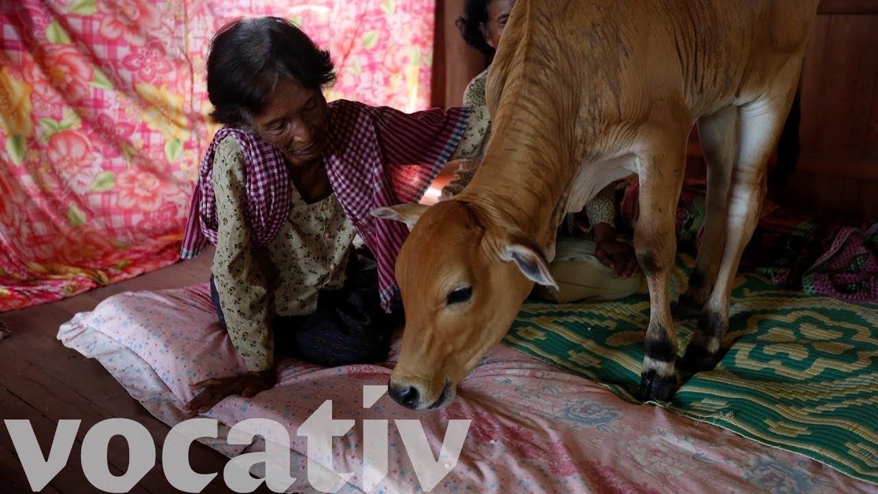 Is This Cow A Woman’s Reincarnated Husband?