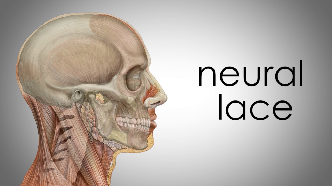 What is Neuralink - Neural Lace Explained