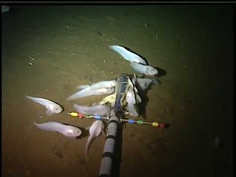 Mariana snailfish feeding on the ocean floor