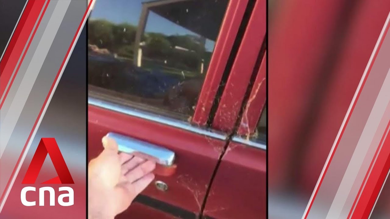 Australian man cooks roast pork in car during heatwave