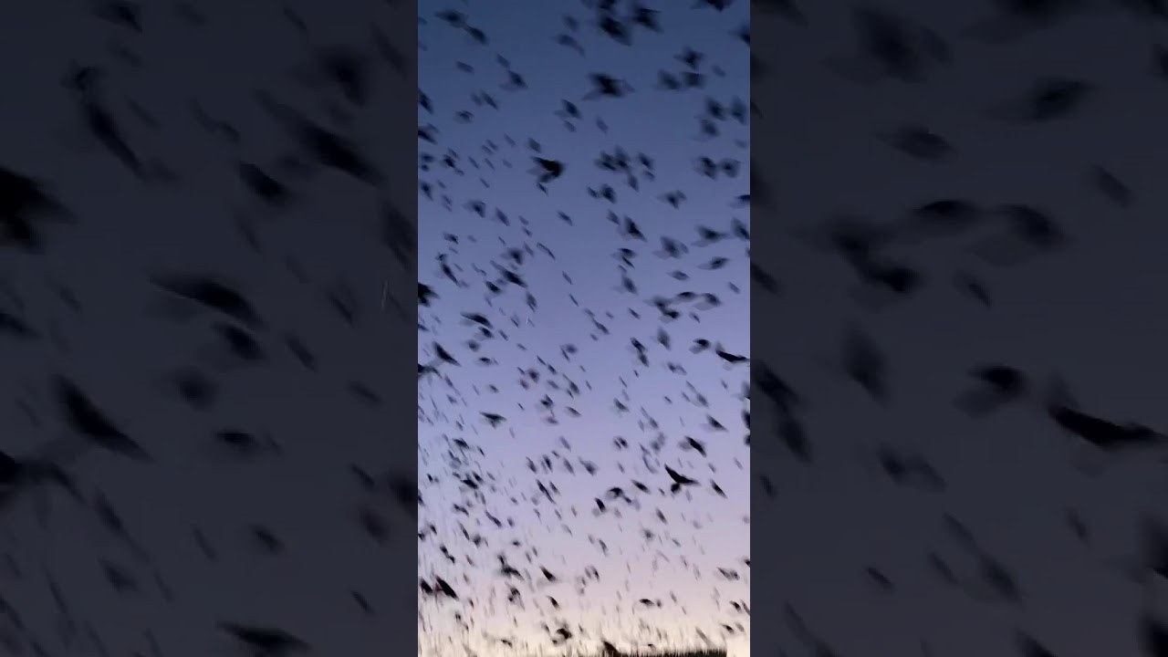 A Hitchcockian Scene: Thousands of Birds Swarm Texas Shopping Center Parking Lot