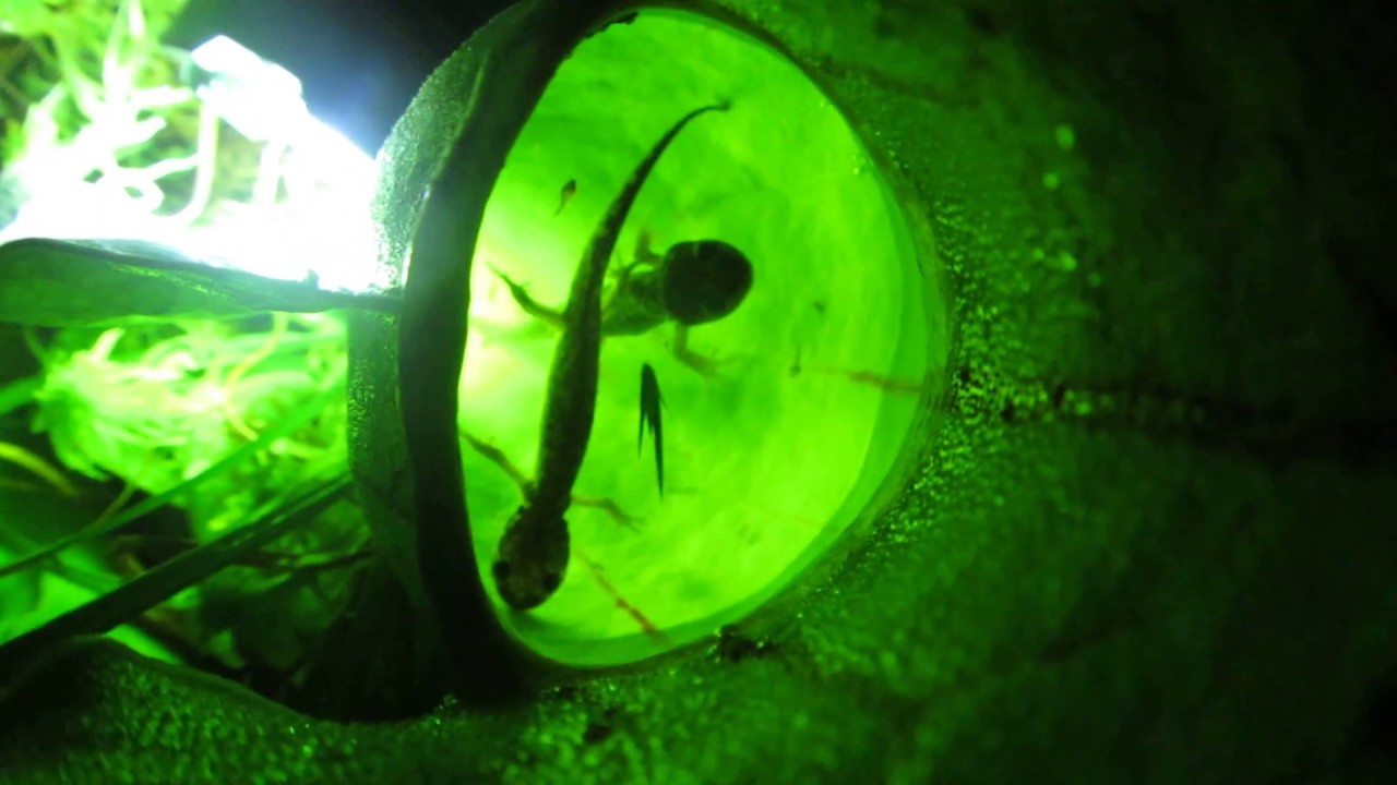 Botanical carnivory: Hungry plants and their salamander prey