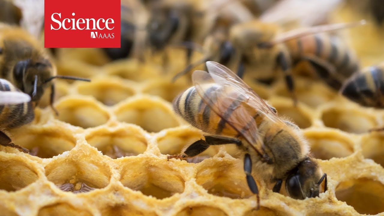 Pesticides found in honey around the world