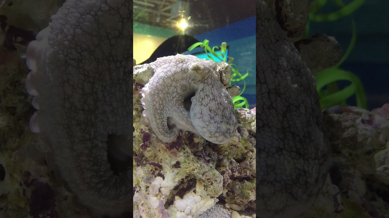 Octopus sleeping, but is she dreaming?