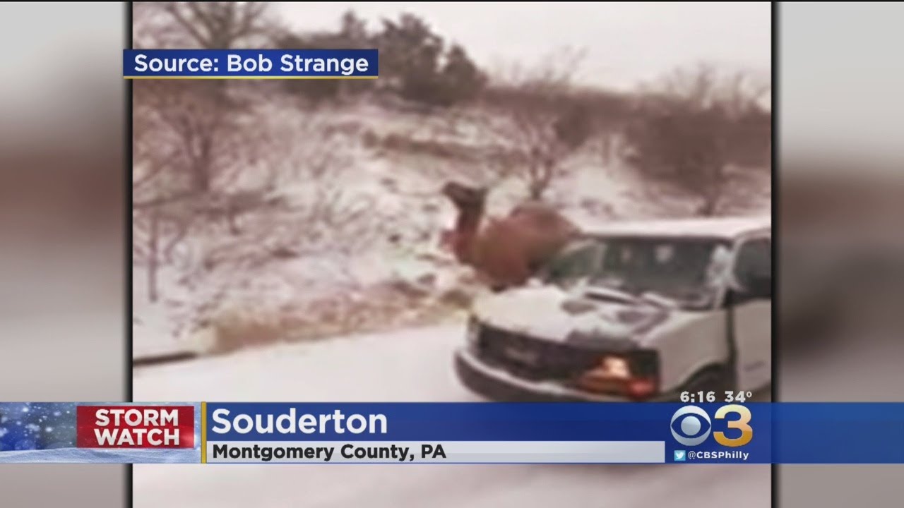 Camel Spotted In Snow On Route 309 In Souderton