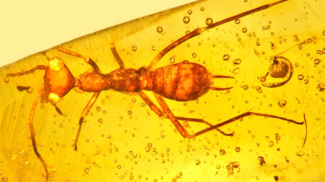 Ancient Insect Discovery