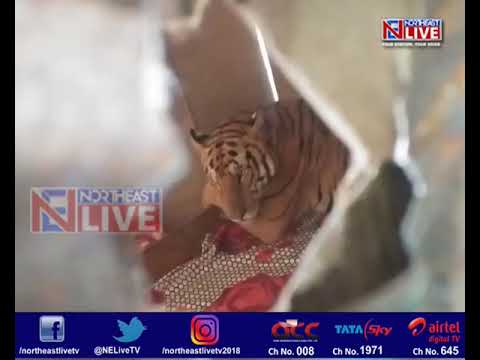 Tiger found resting on a bed to escape flood fury in Assam