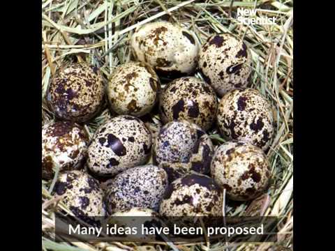 Shape of birds' eggs linked to flight demands