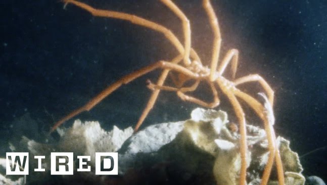 The Bizarre Sea Spider Won’t Bite. We Promise | Absurd Creatures