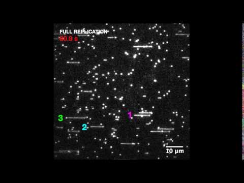 Video Imaging of DNA Replication