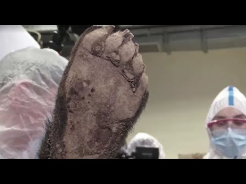 3,500-year-old bear found in Siberian permafrost dissected