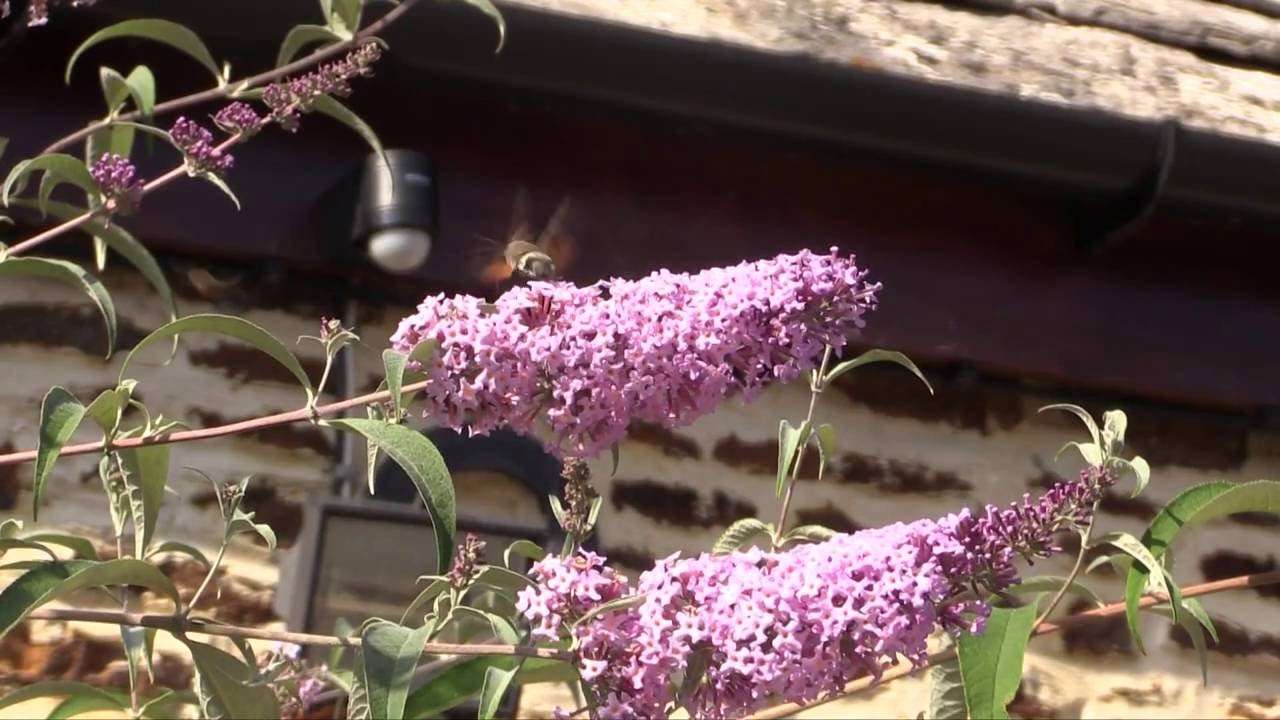Humming-bird Hawk-moth