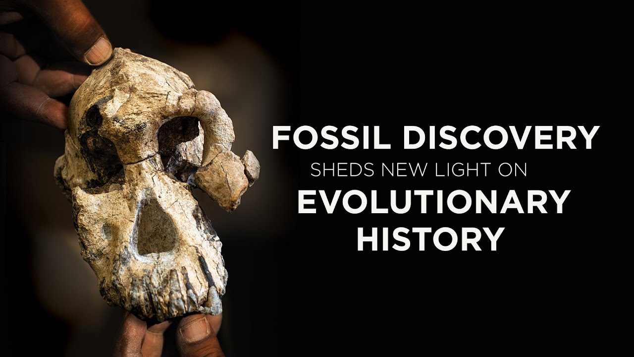 The Face of Lucy’s Ancestor Revealed