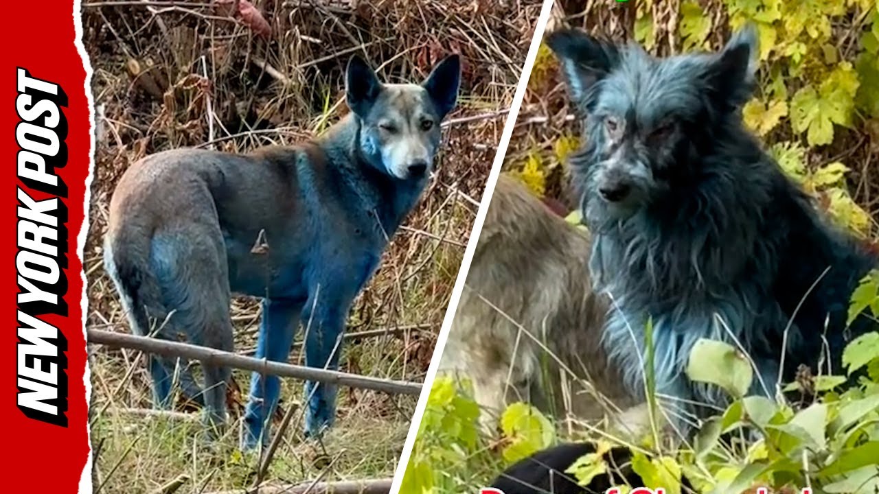 Dogs Living in Chernobyl Turn Blue Leaving Experts Baffled