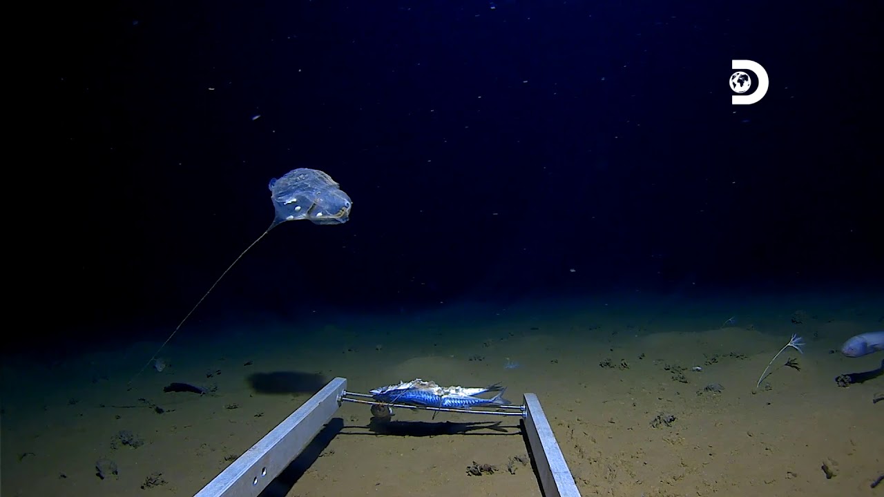 New Species of Jellyfish spotted in Java Trench by the Five Deeps Expedition