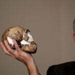 Imagem relacionada a Espécie humana misteriosa tinha um cérebro avançado