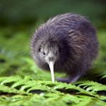 Imagem relacionada a Quem nasce na Nova Zelândia é?