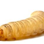 Imagem relacionada a Descoberta lagarta que come plástico