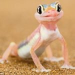 Imagem relacionada a A lagartixa tem veneno?