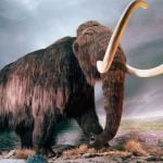 Imagem relacionada a Devemos trazer de volta as espécies extintas?