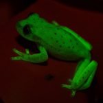 Imagem relacionada a Descoberto primeiro sapo fluorescente do mundo